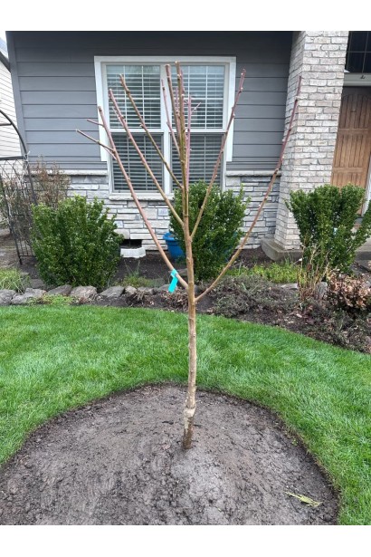 Дерево Фиделия: здоровое, компактное и приспособленное к разным условиям выращивания.